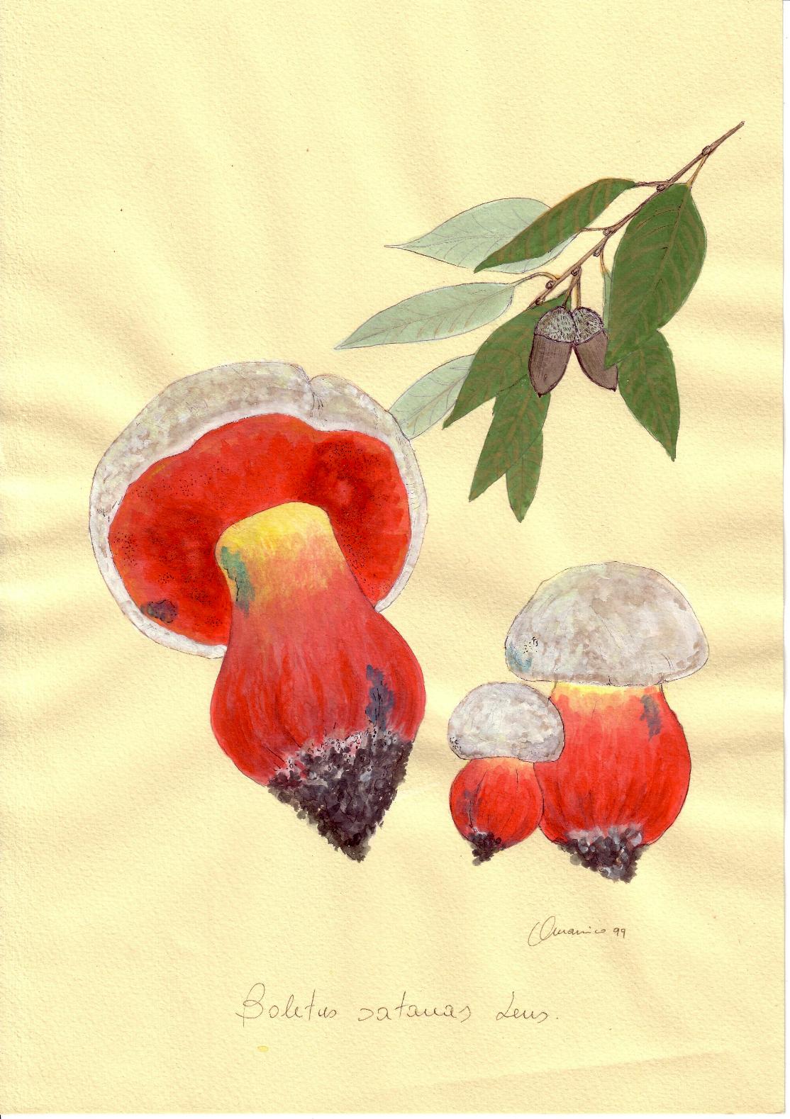 Boletus satanas Lenz